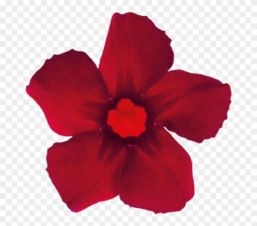 Burgundy Flower Png - Desert Rose Clipart