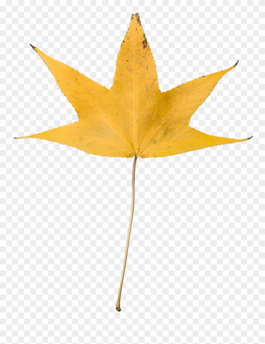 Download Png - Dry Leaf No Background Clipart
