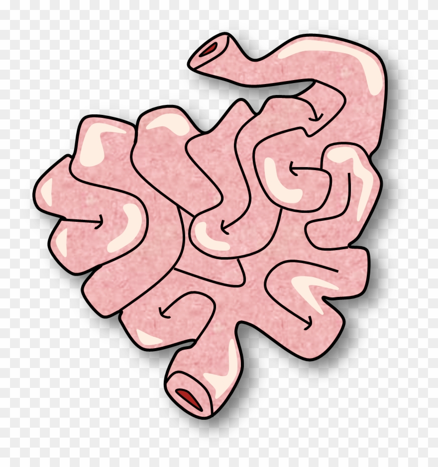 Small Intestine Clipart