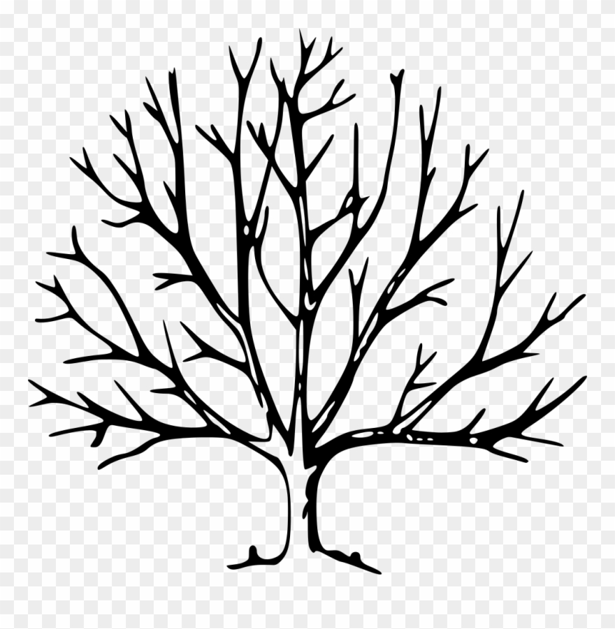 Download Png - Tree Drawing With Branches Clipart