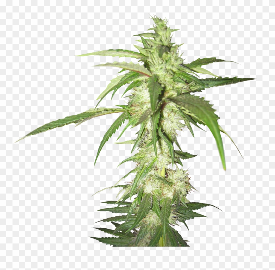 Cannabis Png Images Free - Cannabis Plant Transparent Background Clipart