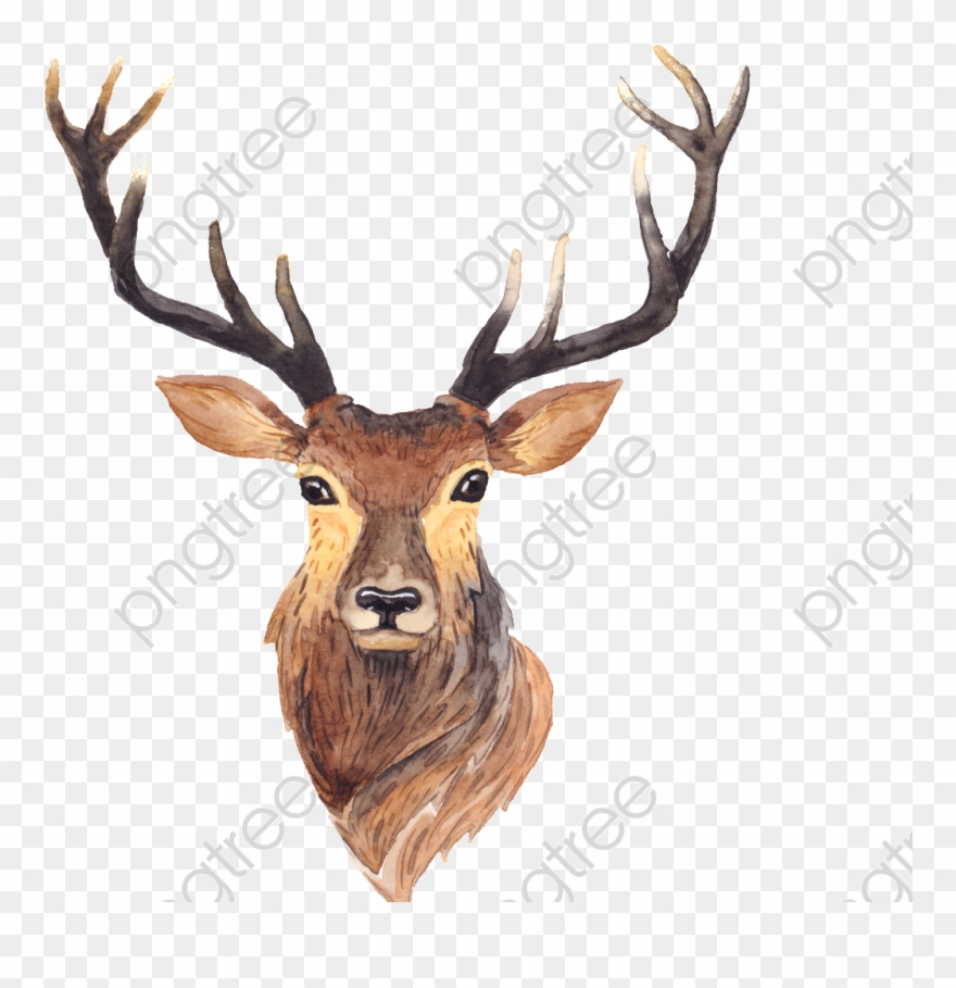 Simple Transparent Antlers Png Format Image With Size - Deer Art Clipart