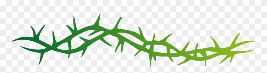 Thorns Pointed Spine Arbor Png Image - Thorns Clip Art Transparent Png