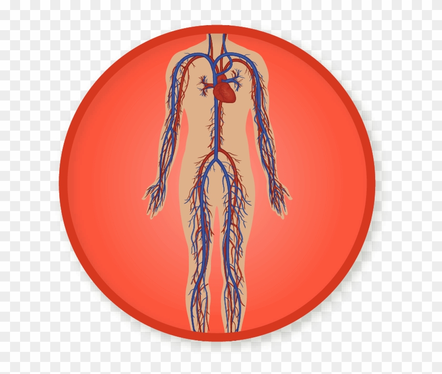 Circulatory System Png - Food Clipart