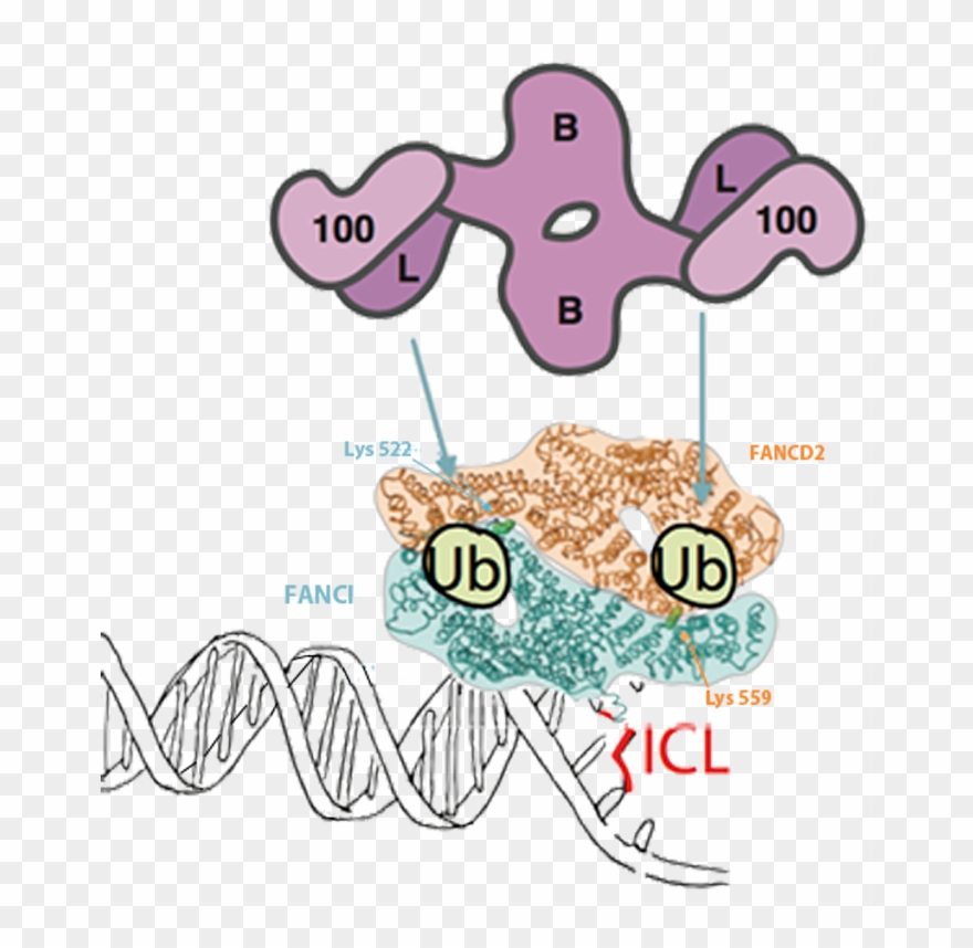 Once Dna Repair Is Completed, Usp1 Deubiquitinates Clipart