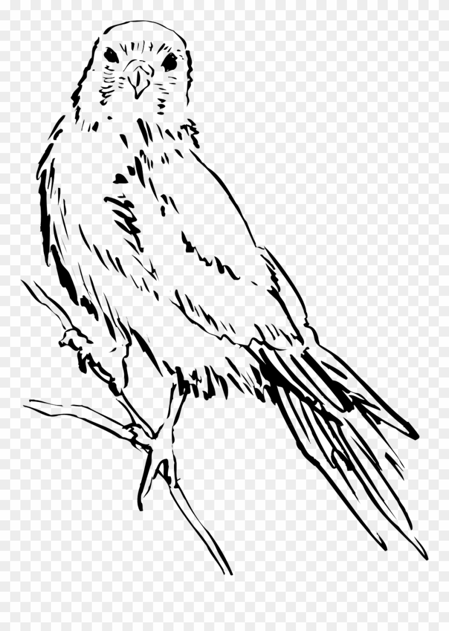 Clip Art Bird - Bird Sketch Png Transparent Png