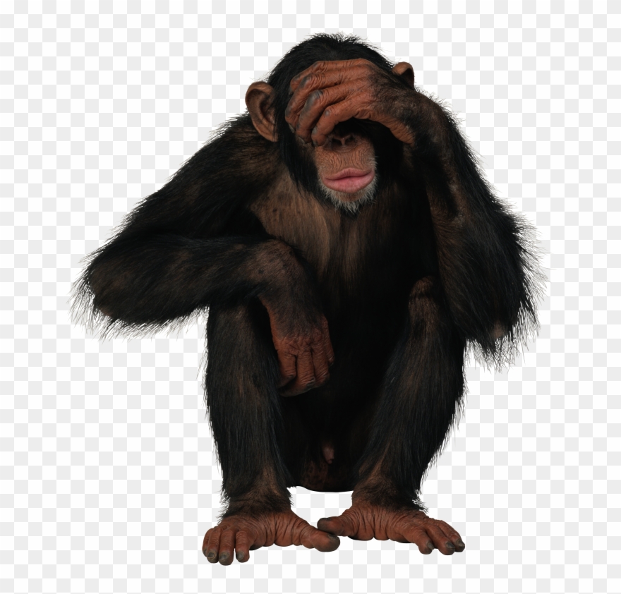 Chimpanzee Png - Transparent Background Monkey Png Clipart