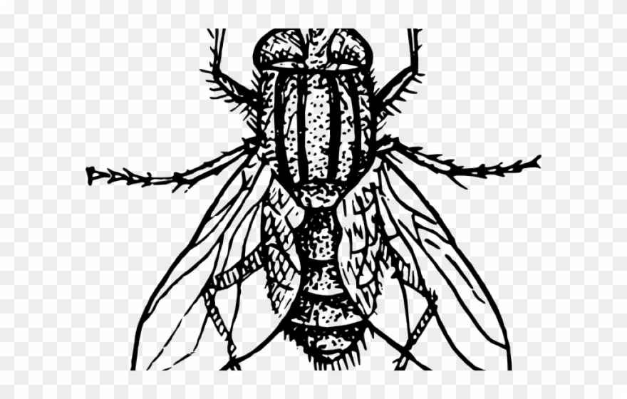 Flies Clipart Kuliglig - Fly Black And White Clipart - Png Download