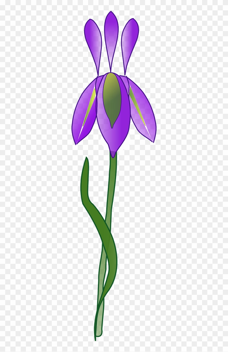 Irises Clipart