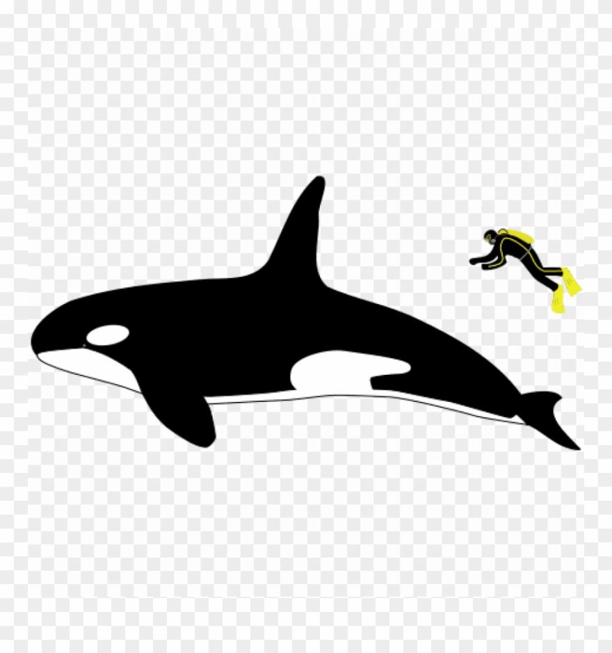 Free Png Killer Whale Size Compared To Human Png Image - Orca Great White Size Comparison Clipart
