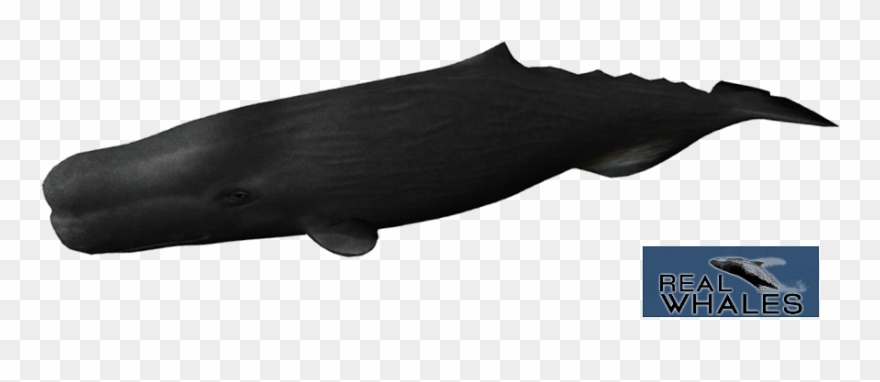 Png By Agnessangel - Sperm Whale Clipart
