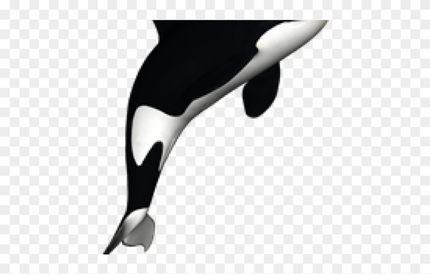 Killer Whale Png Transparent Images - Killer Whale White Background Clipart