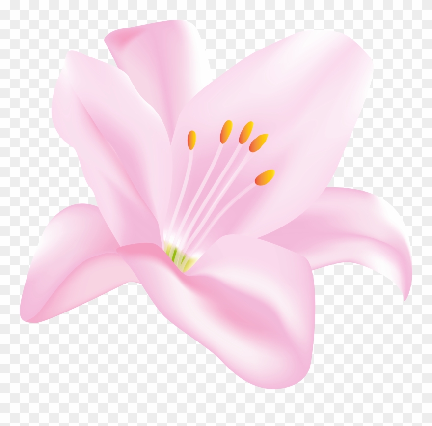 Lilies Clipart - Png Download