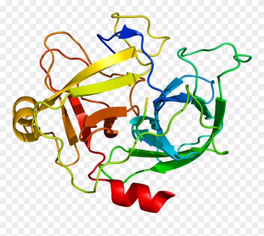 Protein Mst1 Pdb 2asu - Mst1 Protein Clipart
