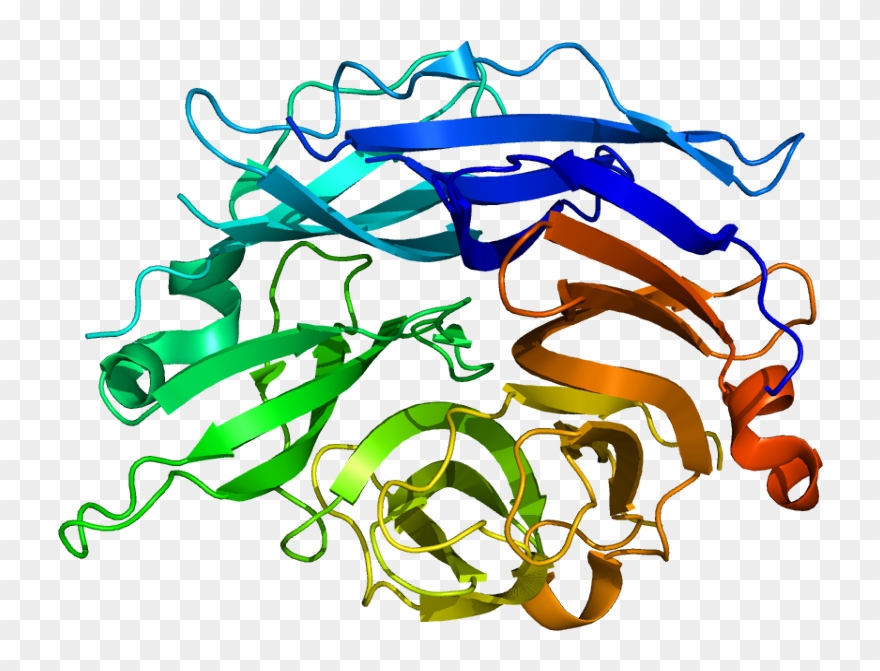 Protein Neu2 Pdb 1snt - Neu2 Sialidase Clipart