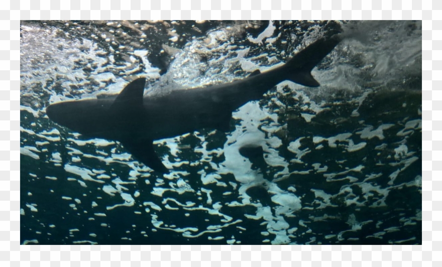 Squaliformes Clipart