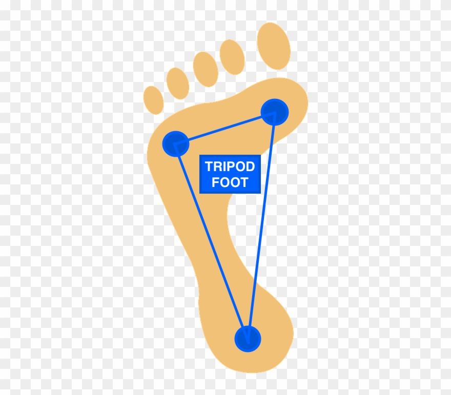 The Active Or Tripod Foot Is A Reliable Means Of Ensuring - Tripod Foot Clipart