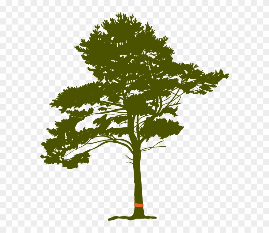 Tree Cutting Required Permits In Bridle Trails - Pine Tree Drawing Roots Clipart