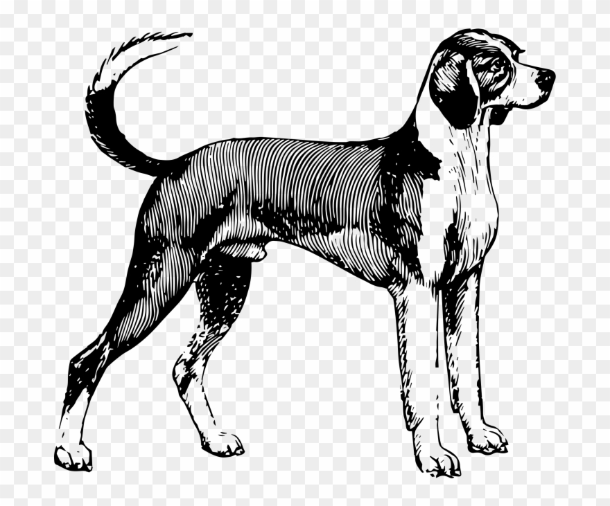 Download Transparent Png - English Foxhound Clipart