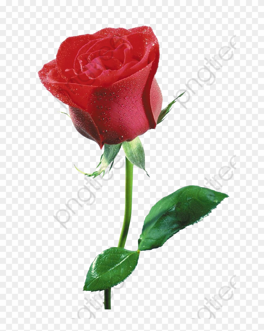 Free Flowers Clipart Commercial Use - Flor Imagenes De Rosas - Png Download