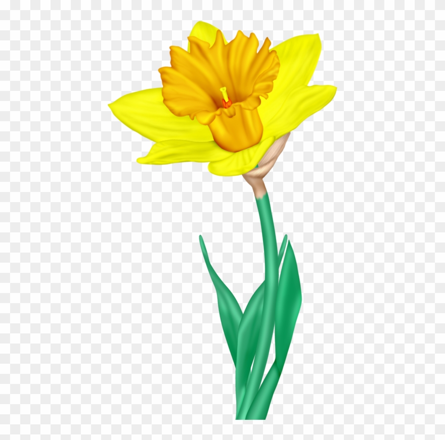 Фото, Автор I - English Marigold Clipart