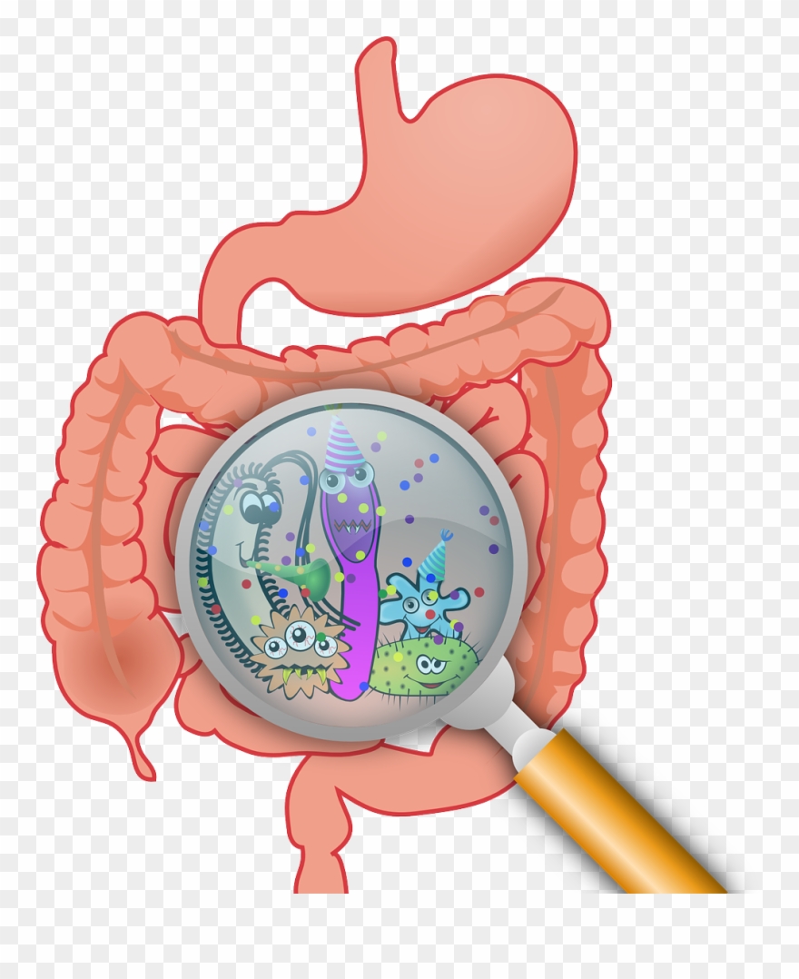 Every Single Person Is Born With A Unique Gut Flora, - Intestinal Microbiota Clipart