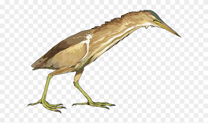 Bittern Png Clipart