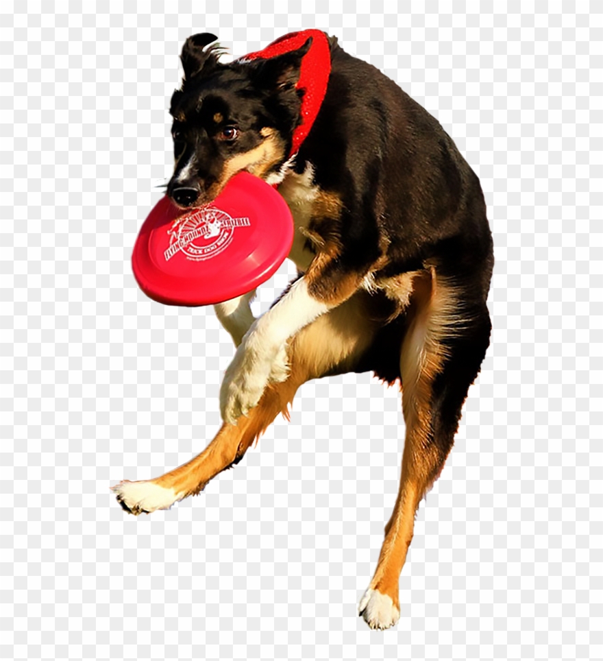 Dog Dancing Png - Dog Catches Something Clipart