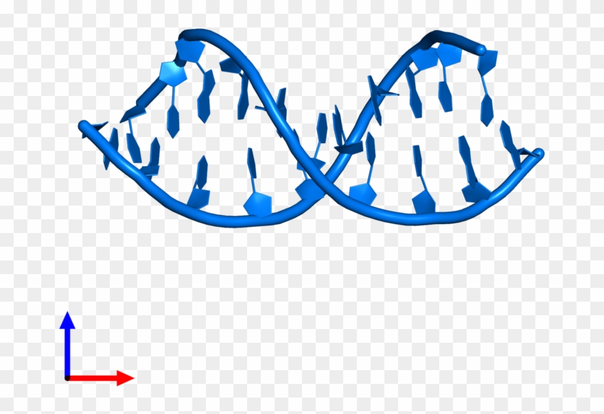 Pdb Entry 123d Contains 2 Copies Of Dna P*tp*gp*g) Clipart