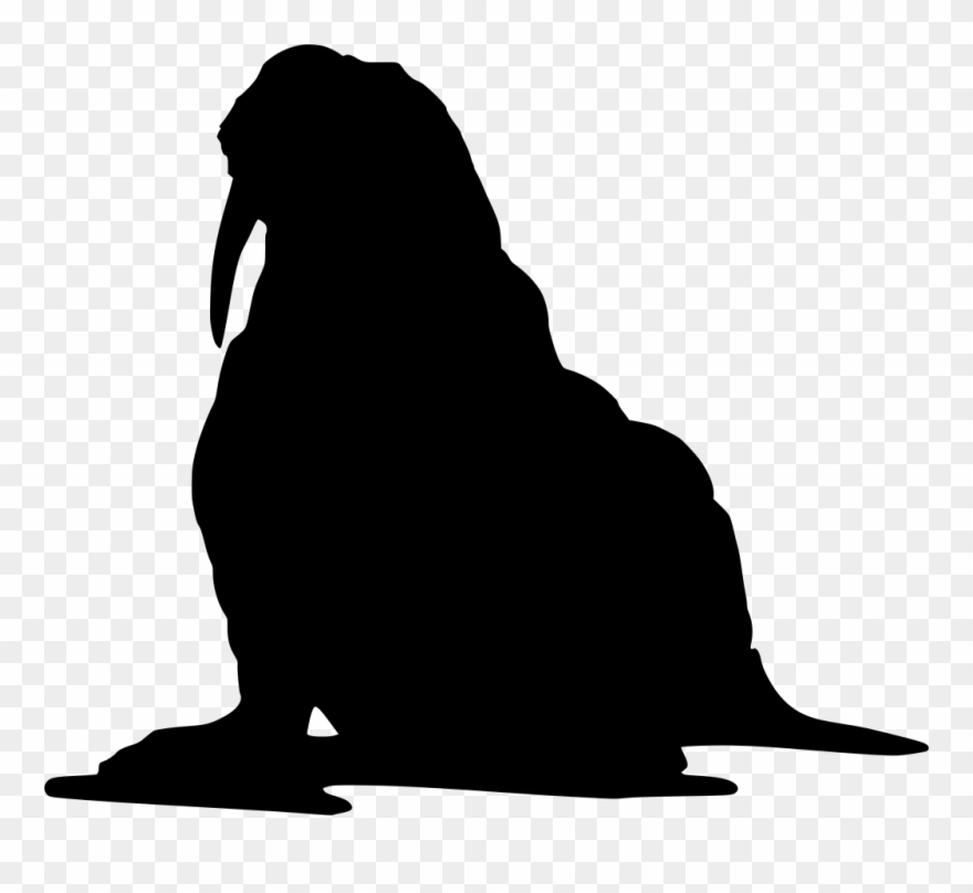 Download Png - Walrus Silhouette Clipart