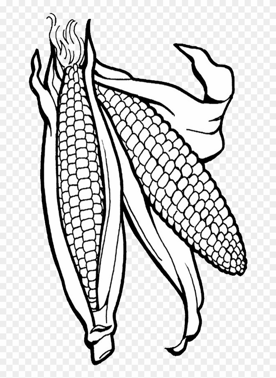 Corn Clipart Png Corn Clipart - Corn Coloring Page Transparent Png