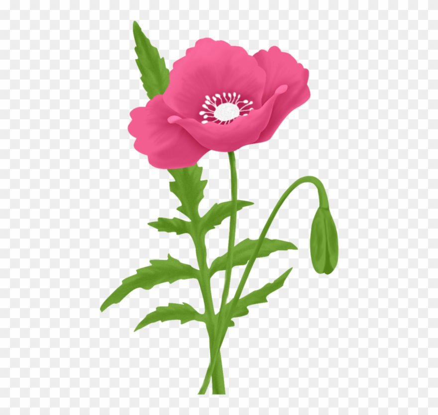 Flower Pictures, Views Album, Poppies, Clip Art, Garden, - اسم الله الاعظم الذي اذا دعي به اجاب - Png Download