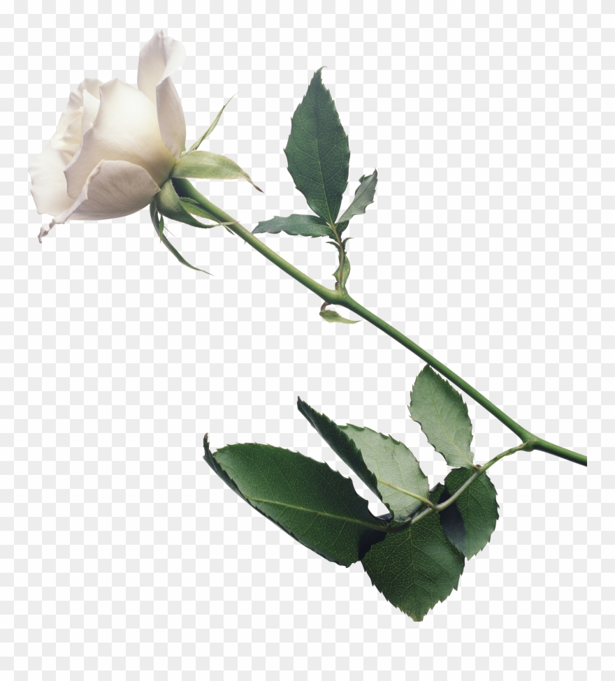 Солнце В Скобках, Или Любовь Цвета Роз - Rose Clipart