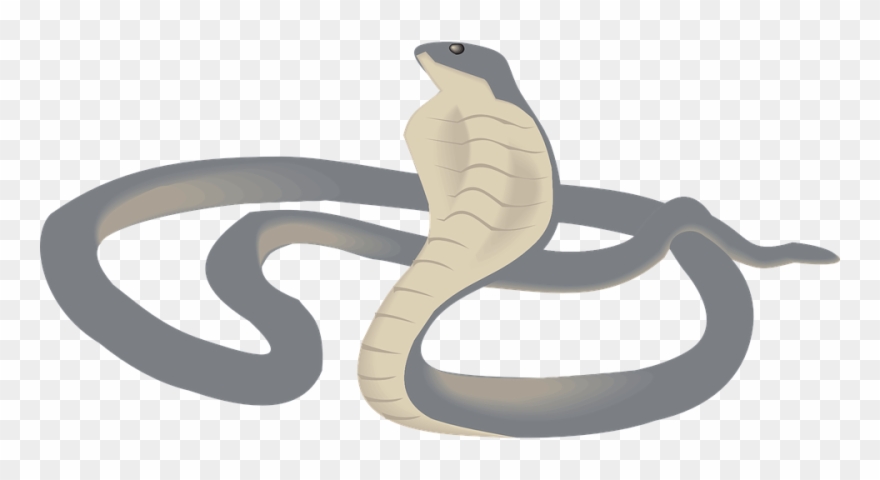 Cobra Png - Life Cycle Of Food Web Clipart