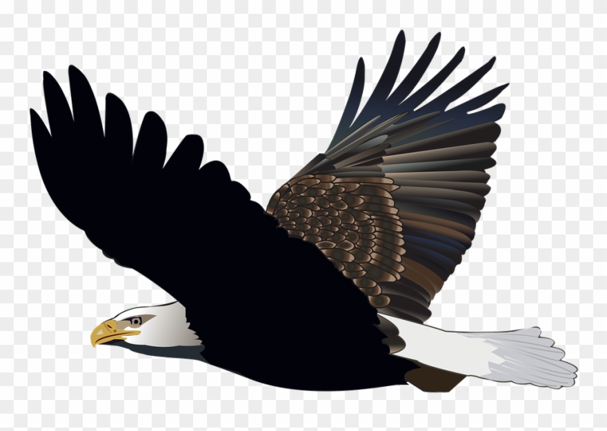 Bird Eagle Flying Feather Nature American Flight - Eagle Clipart Transparent Background - Png Download