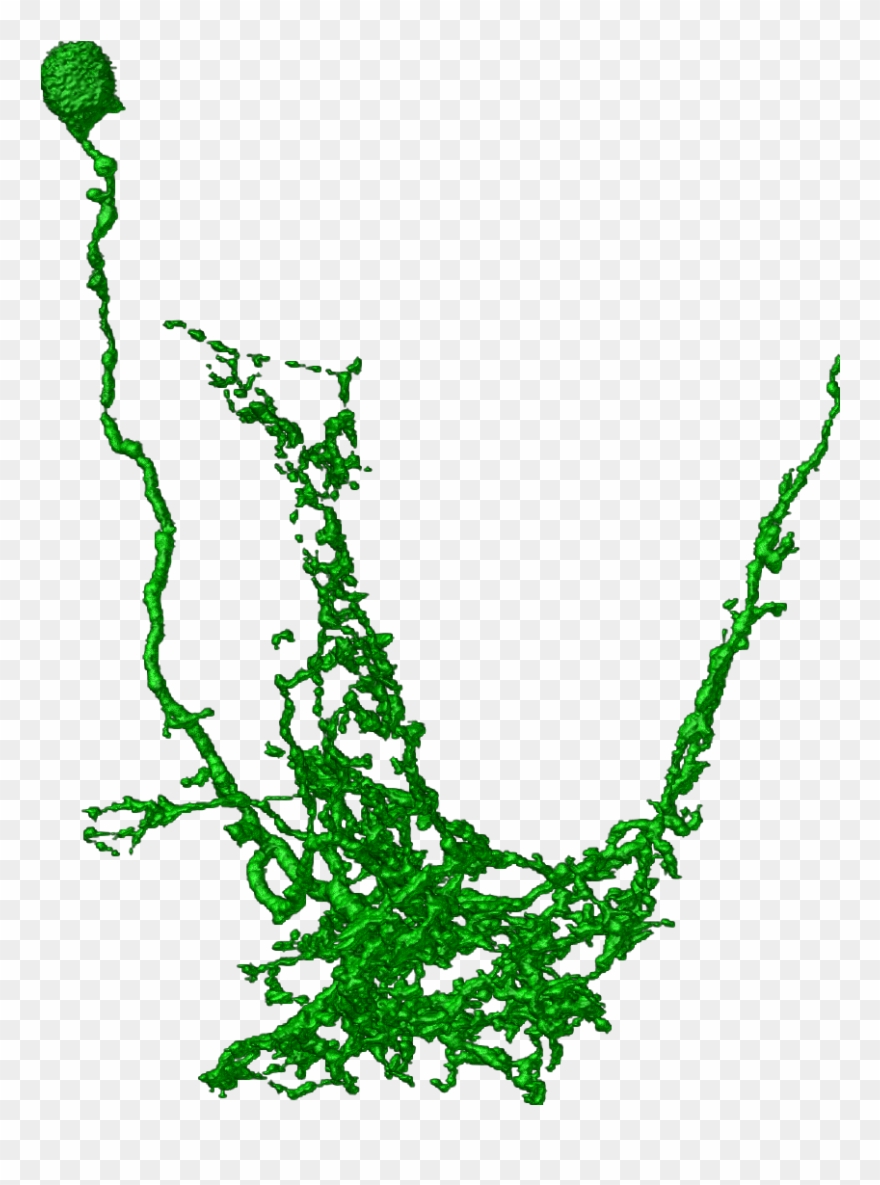 Illustration Clipart