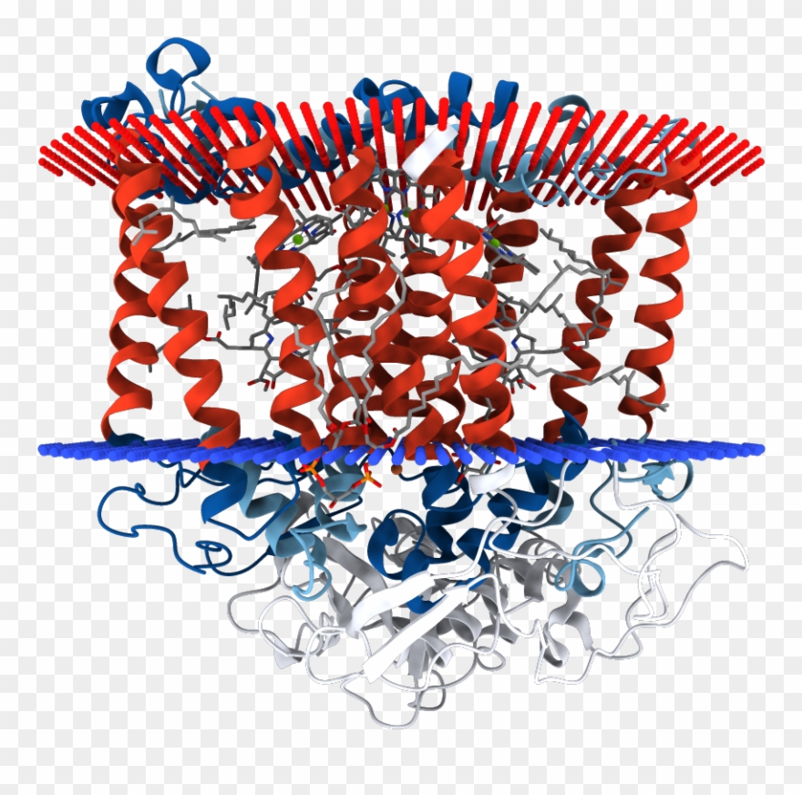 Photosynthetic - Graphic Design Clipart