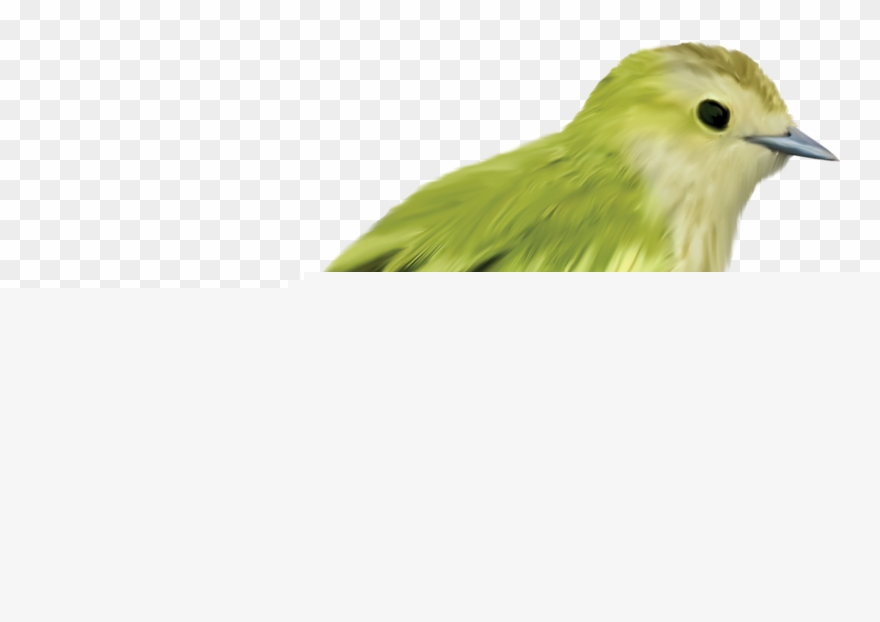 Beautiful Images, Parrot, Bird Crafts, Bird Art, Bird - Aves Png Clipart