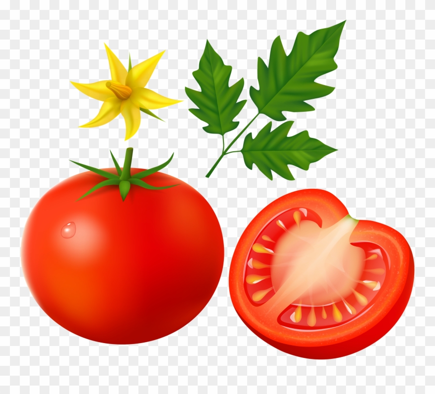 Creating Realistic Tomatoes - Tomato Leaves Vector Png Clipart