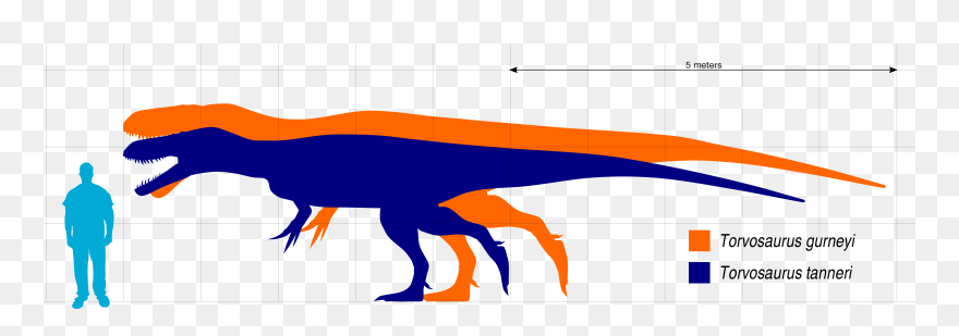 File - Torvosaurus Scale - Svg - Torvosaurus Tanneri Size Clipart