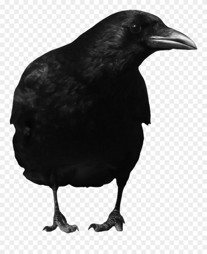 The Crow Png Clip Art Black And White Library - Crow Png Transparent Png