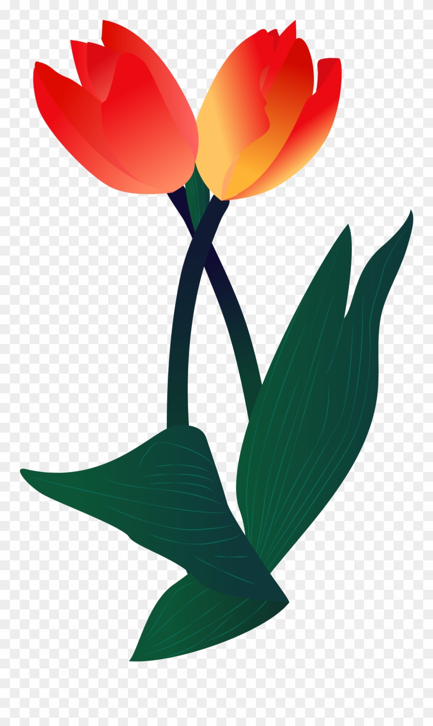 Plant Illustration Flower Png And Vector Image - Sprenger's Tulip Clipart