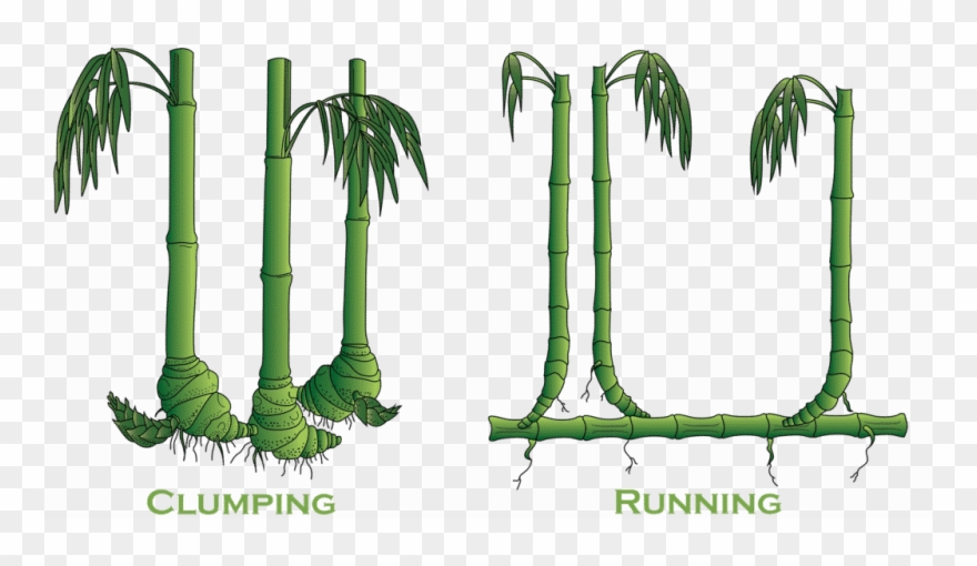 Clumping Bamboo Vs Running Bamboo Clipart