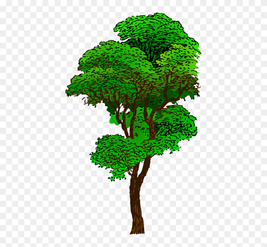Clipart Jungle Tree - Tall Tree Clip Art - Png Download