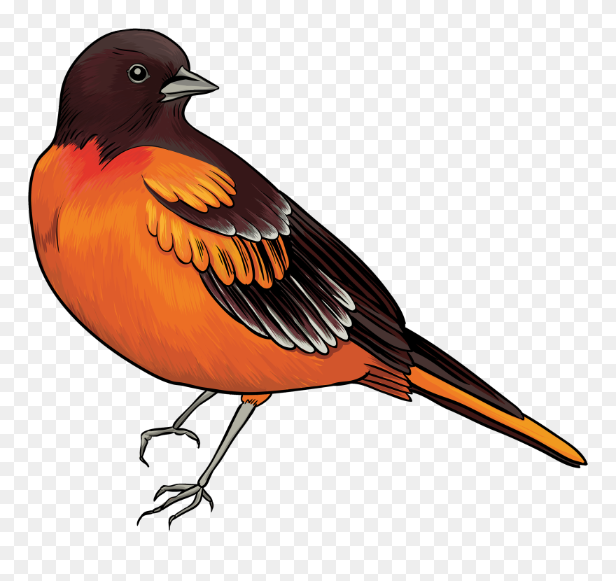 Black And Orange Bird Png Clipart - Bird Clipart Transparent Png
