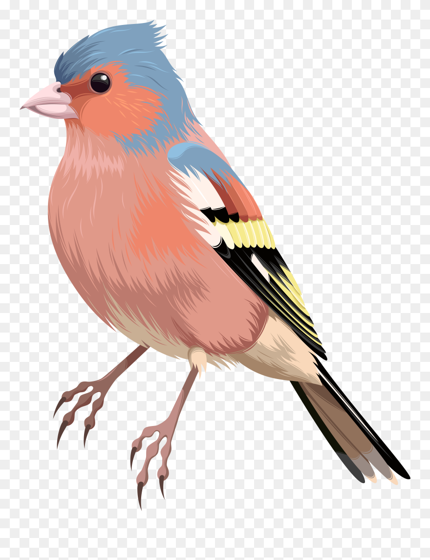 Bird Png Clip Art Transparent Png (#4998473) - PinClipart