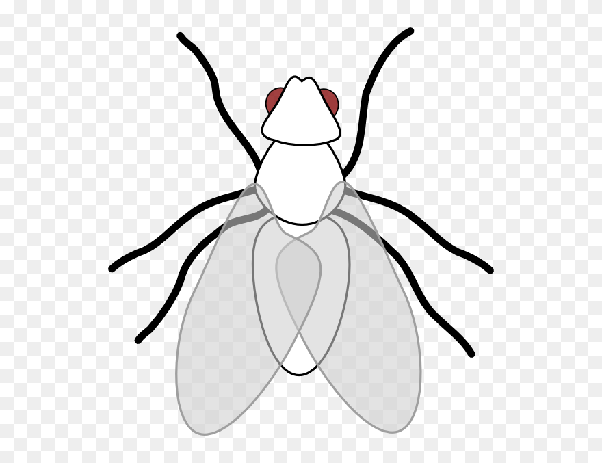 Fly Insect Clipart - Png Download