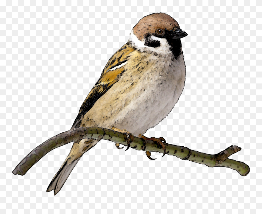 Finch Clip Art - Sparrow Png Transparent Png