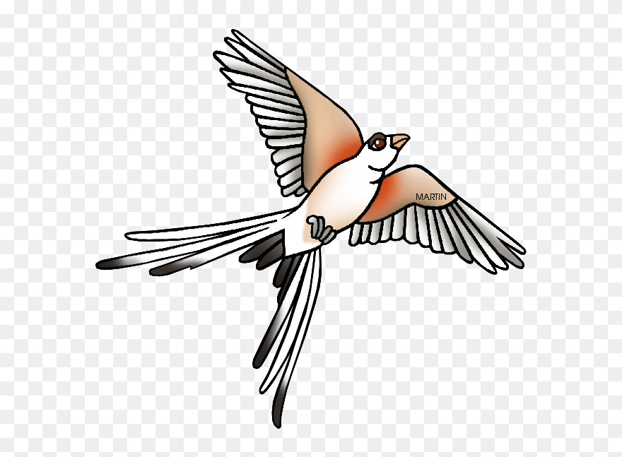 Bird Clipart Tail - Scissor Tailed Flycatcher Clipart - Png Download