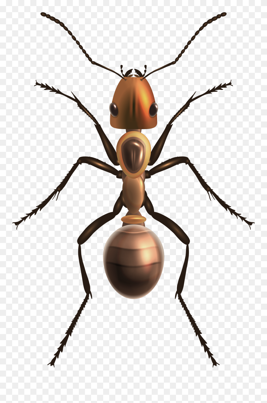 Ant Png Clip Art - Royalty Free Black Widow Spider Transparent Png